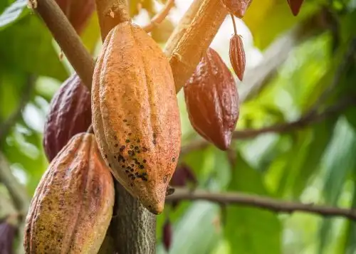 Estudios realizados por investigadores del Instituto de Investigación para el Desarrollo Sustentable de Ceja de Selva (INDES CES), de la Universidad Nacional Toribio Rodríguez de Mendoza, han identificado variedades de cacao únicas denominadas “Perú Uniques” en tres provincias del departamento de Amazonas. ANDINA/Difusión