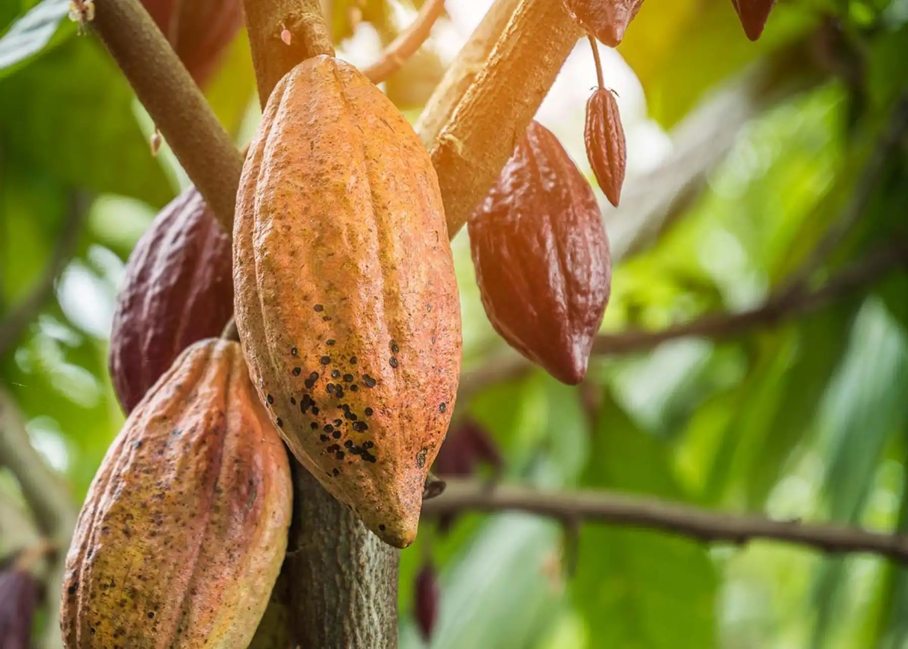 Estudios realizados por investigadores del Instituto de Investigación para el Desarrollo Sustentable de Ceja de Selva (INDES CES), de la Universidad Nacional Toribio Rodríguez de Mendoza, han identificado variedades de cacao únicas denominadas “Perú Uniques” en tres provincias del departamento de Amazonas. ANDINA/Difusión