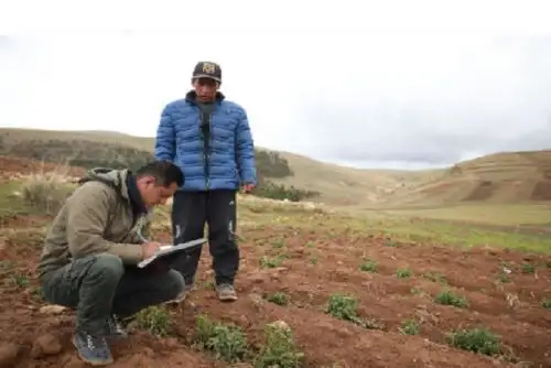 A través del Decreto de Urgencia N°106-2021 se asignará una subvención económica de entre 350 y 1300 soles a los productores que hayan adquirido fertilizantes durante la campaña agrícola 2021 – 2022.