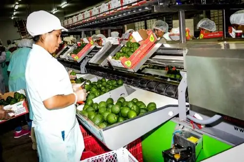 Las agroexportaciones crean empleo descentralizado. ANDINA/Difusión