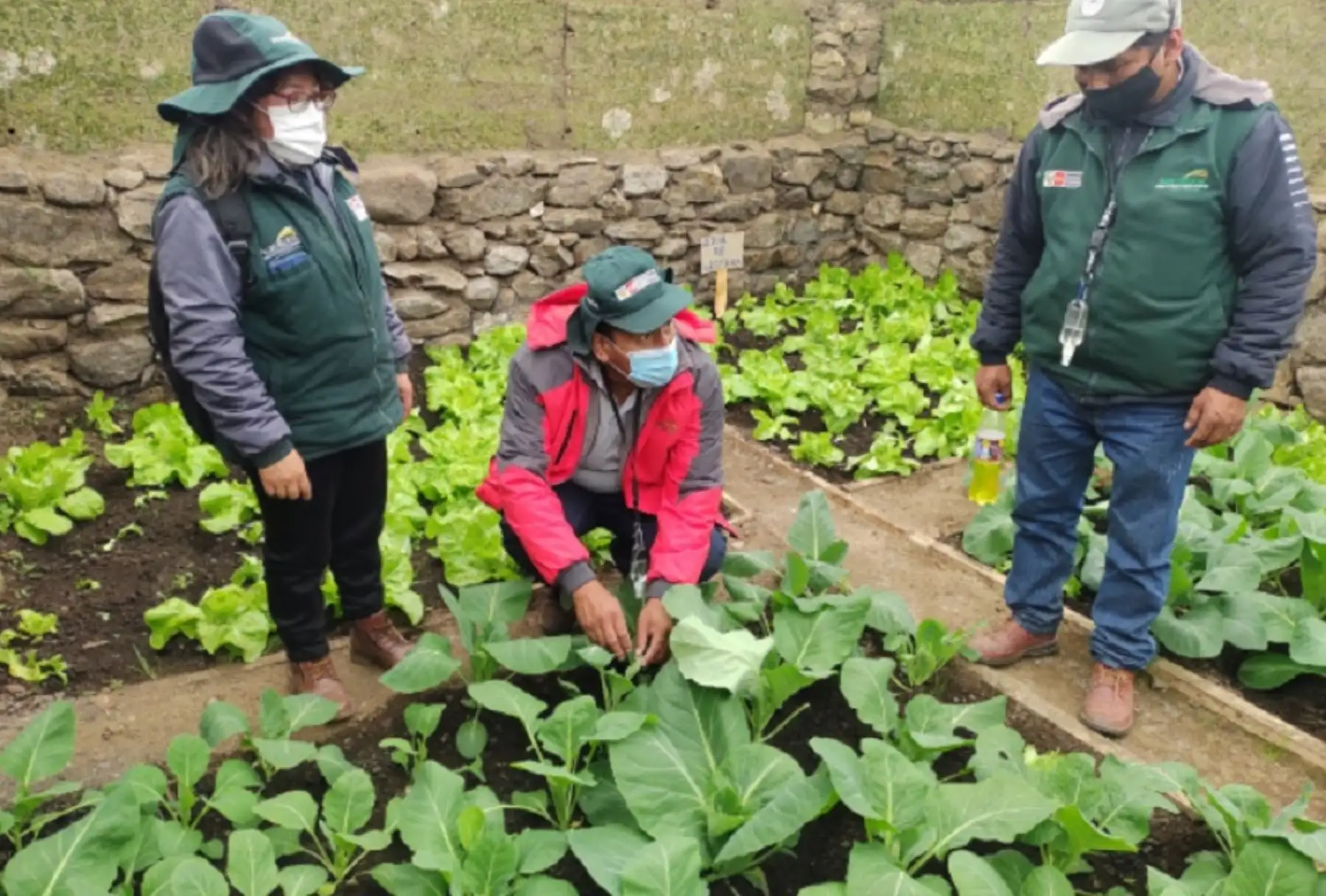 En el marco de la segunda reforma agraria, implementada por el Gobierno, que tiene como primer eje garantizar la seguridad alimentaria de la agricultura familiar, Agro Rural, unidad ejecutora del Ministerio de Desarrollo Agrario y Riego, culminó con la construcción de un total de 150 fitotoldos en seis distritos de las provincias de La Concepción, Jauja, Junín y Yauli.