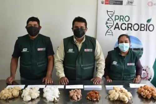El Instituto Nacional de Innovación Agraria del Ministerio de Desarrollo Agrario y Riego, inició el análisis genético y la caracterización agromorfológica de más de 100 accesiones del banco de germoplasma de algodón de costa, en la estación experimental agraria Vista Florida de la región de Lambayeque.