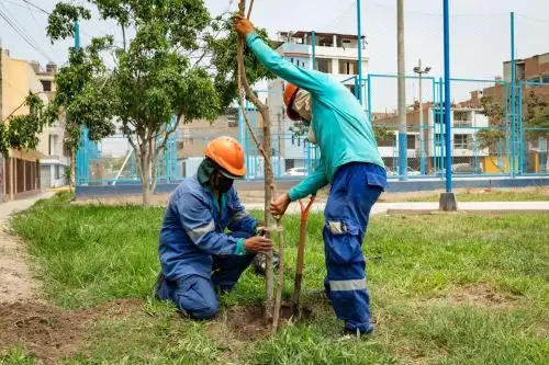Los 1,040 árboles de la especie molle costeño demandan poco consumo de agua y captan material particulado. ANDINA/Difusión