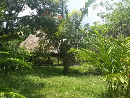 Conoce Juningue, la octava área de conservación privada reconocida de la región San Martín que ayudará a la conservación del ecosistema de bosque tropical húmedo. ANDINA/Difusión