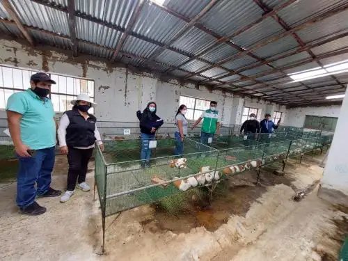 Agro Rural invertirá más de 700 mil soles para capacitar a familias productoras de cuyes