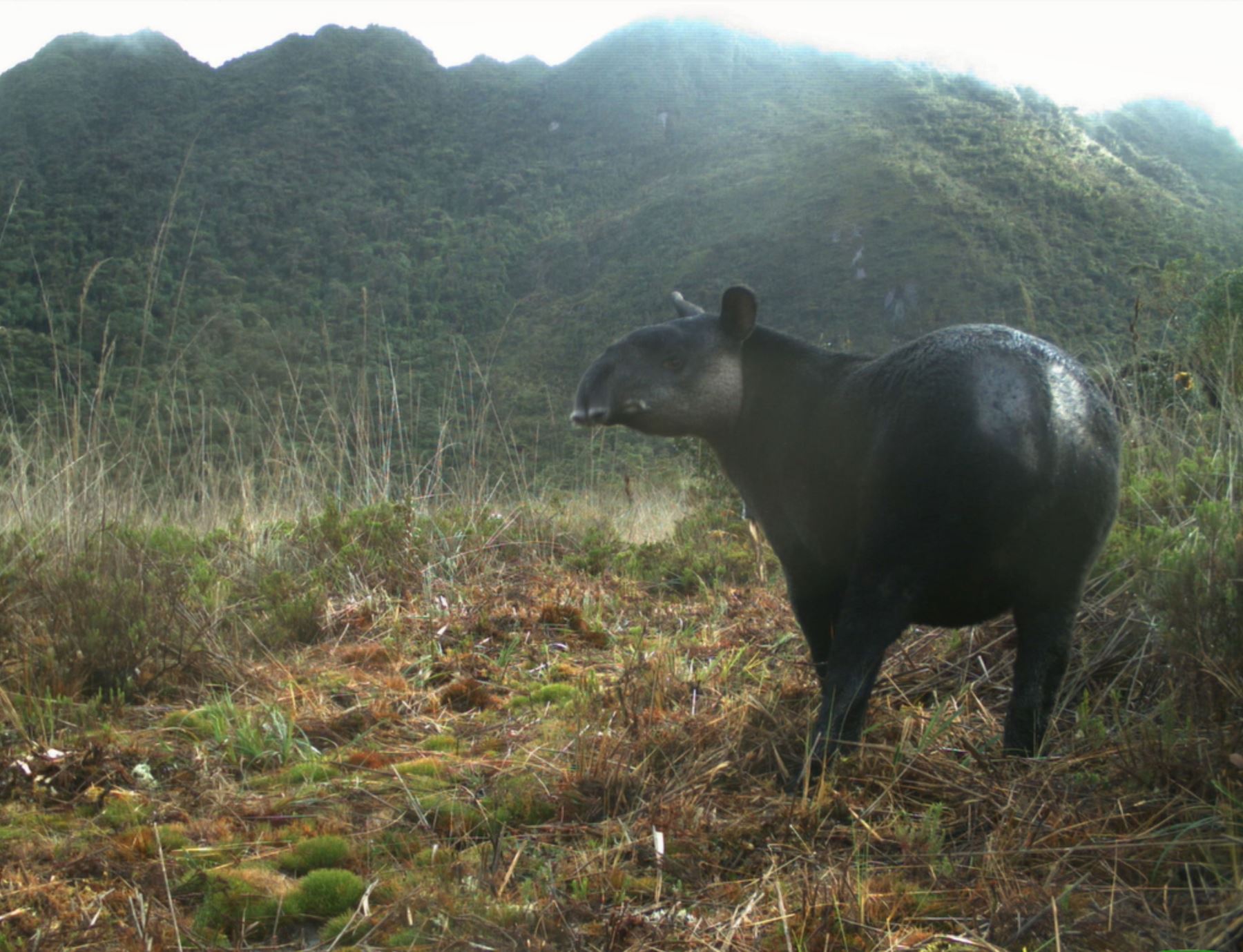Científicos peruanos elaboran mapa de distribución del tapir de montaña en bosques montanos y páramos de Piura, Cajamarca y Lambayeque. Foto: SBC Perú