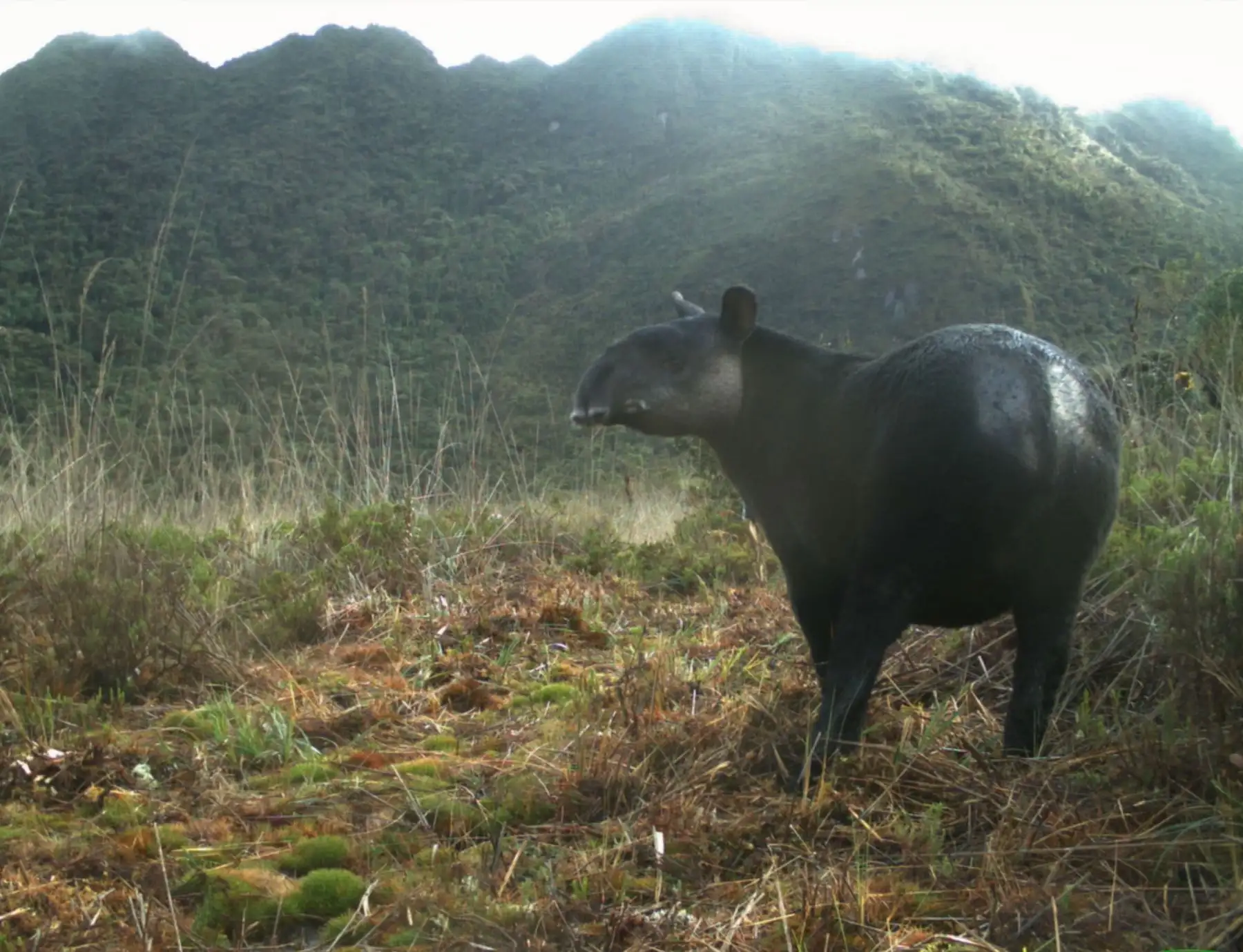 Científicos peruanos elaboran mapa de distribución del tapir de montaña en bosques montanos y páramos de Piura, Cajamarca y Lambayeque. Foto: SBC Perú