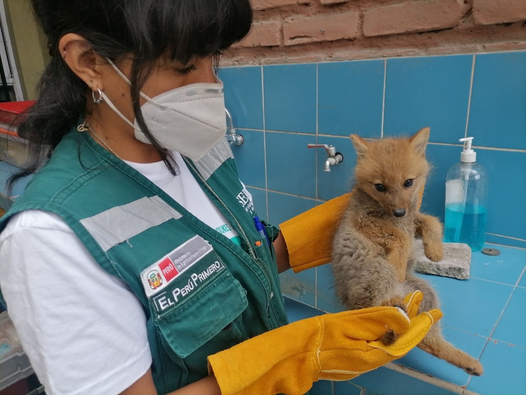 Autoridades rescataron en Arequipa a una cría de zorro andino de 3 meses de edad que sufrió la mutilación de parte de su cola por inescrupulosos. Foto: ANDINA/difusión.