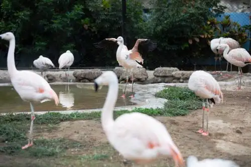 En la zona Costa del Parque de las Leyendas se encuentra el flamenco austral, ave que en su hábitat natural migra a los humedales. Foto: ANDINA/Difusión.