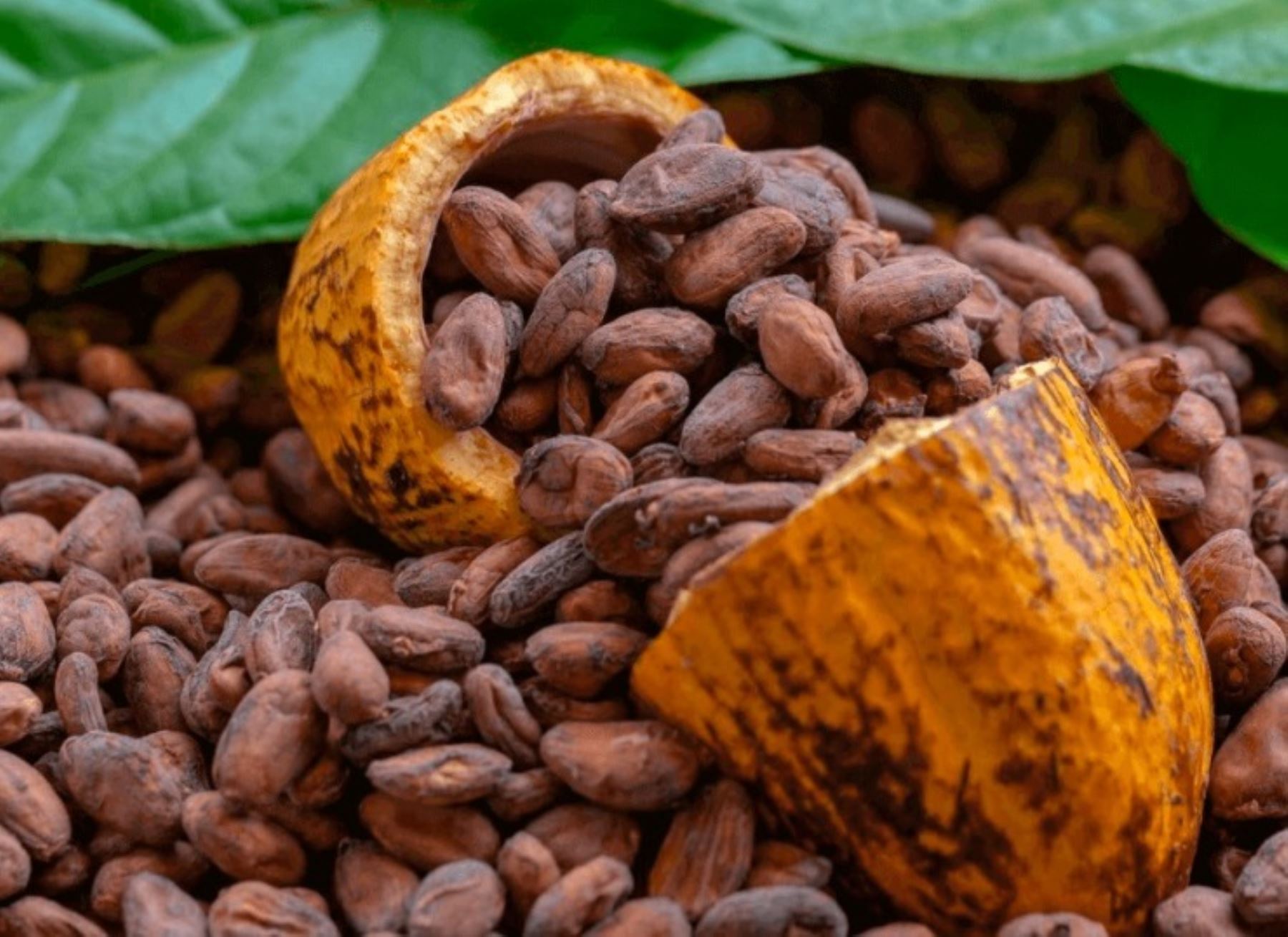 San Martín es una de las principales regiones productoras de cacao y ahora la Universidad de San Marcos anuncia que tiene interés en realizar un estudio científico de ese cotizado cultivo. Cortesía