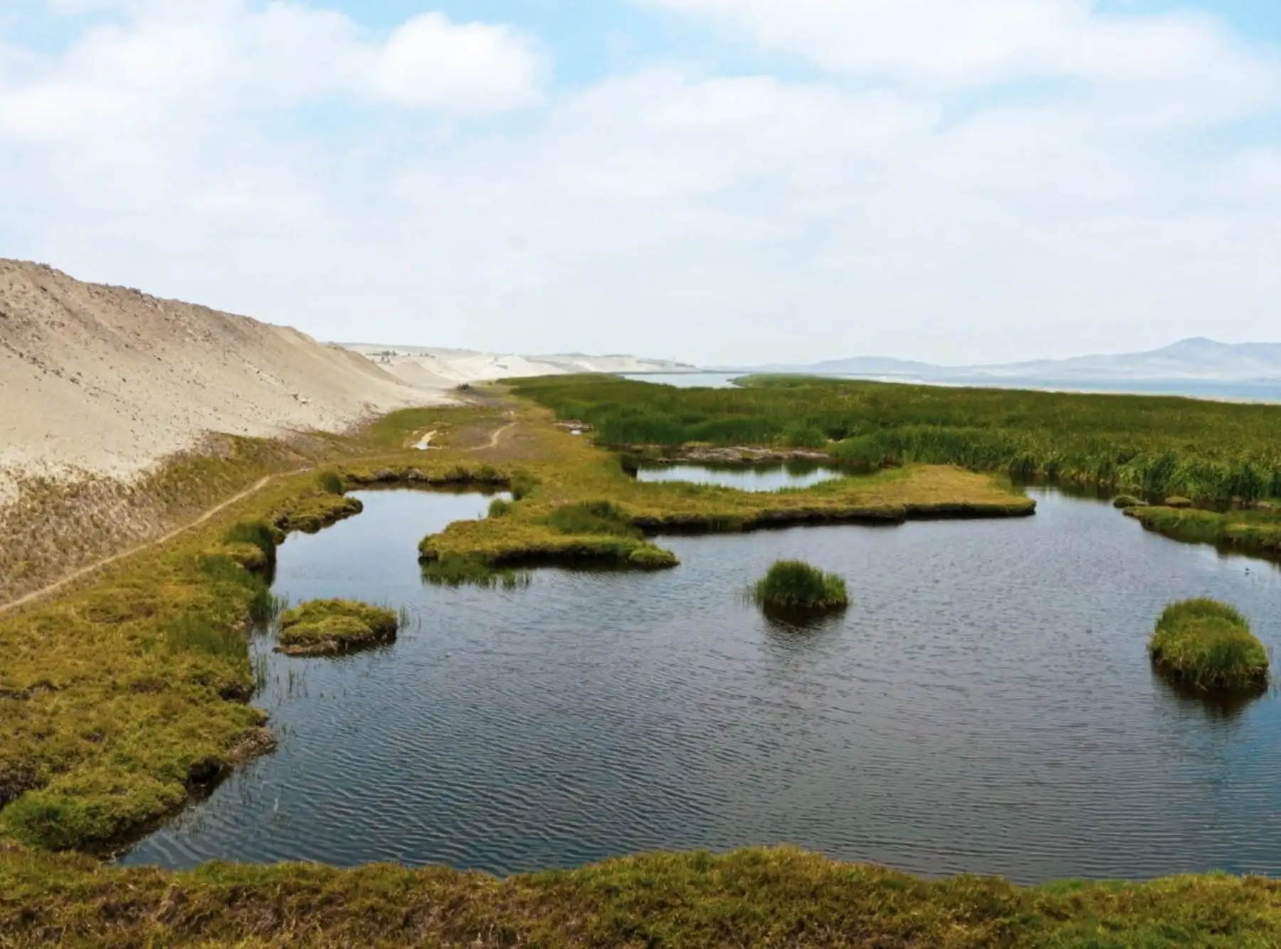 Estudio del IGP en el humedal El Paraíso de Huacho revela que el cambio climático amenaza supervivencia de humedales costeros de Perú.