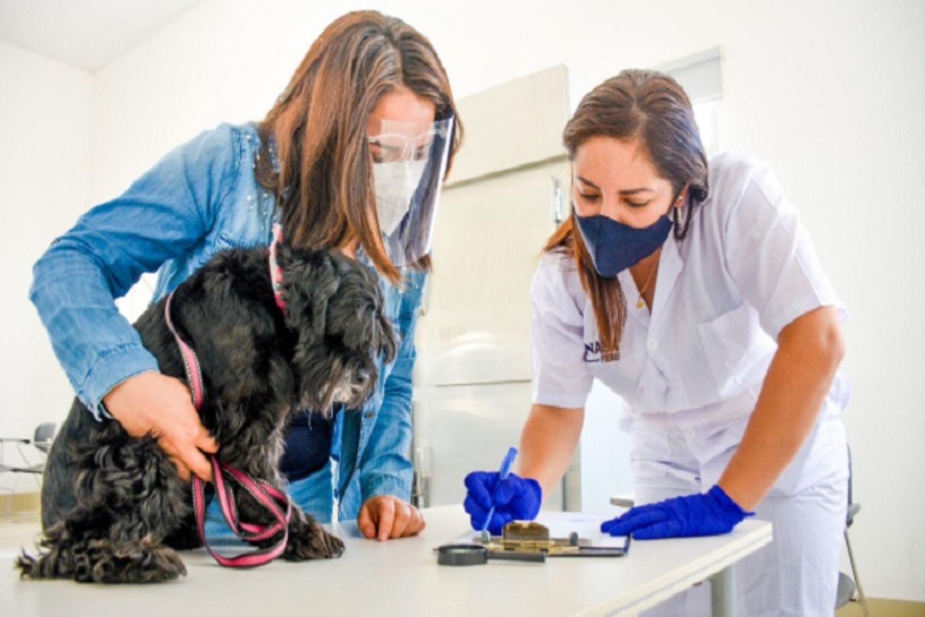 Es importante que nuestras mascotas tengas controles periódicos con el veterinario con el objeto de detectar cualquier anomalía. Foto: Andina