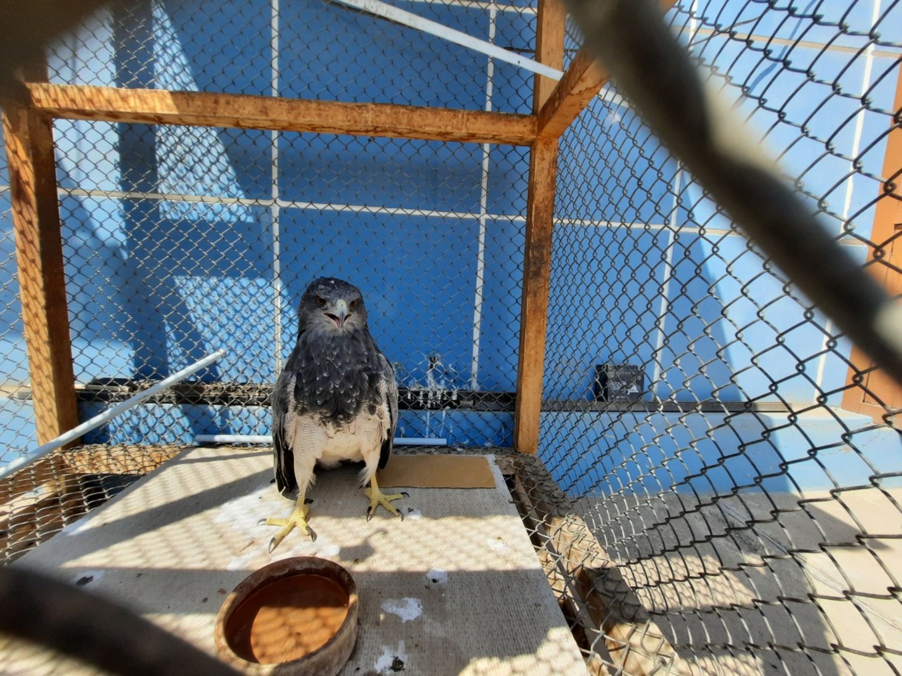 Rescate en Lambayeque: Serfor salva águila mora y reubica dos crías de zorros costeños