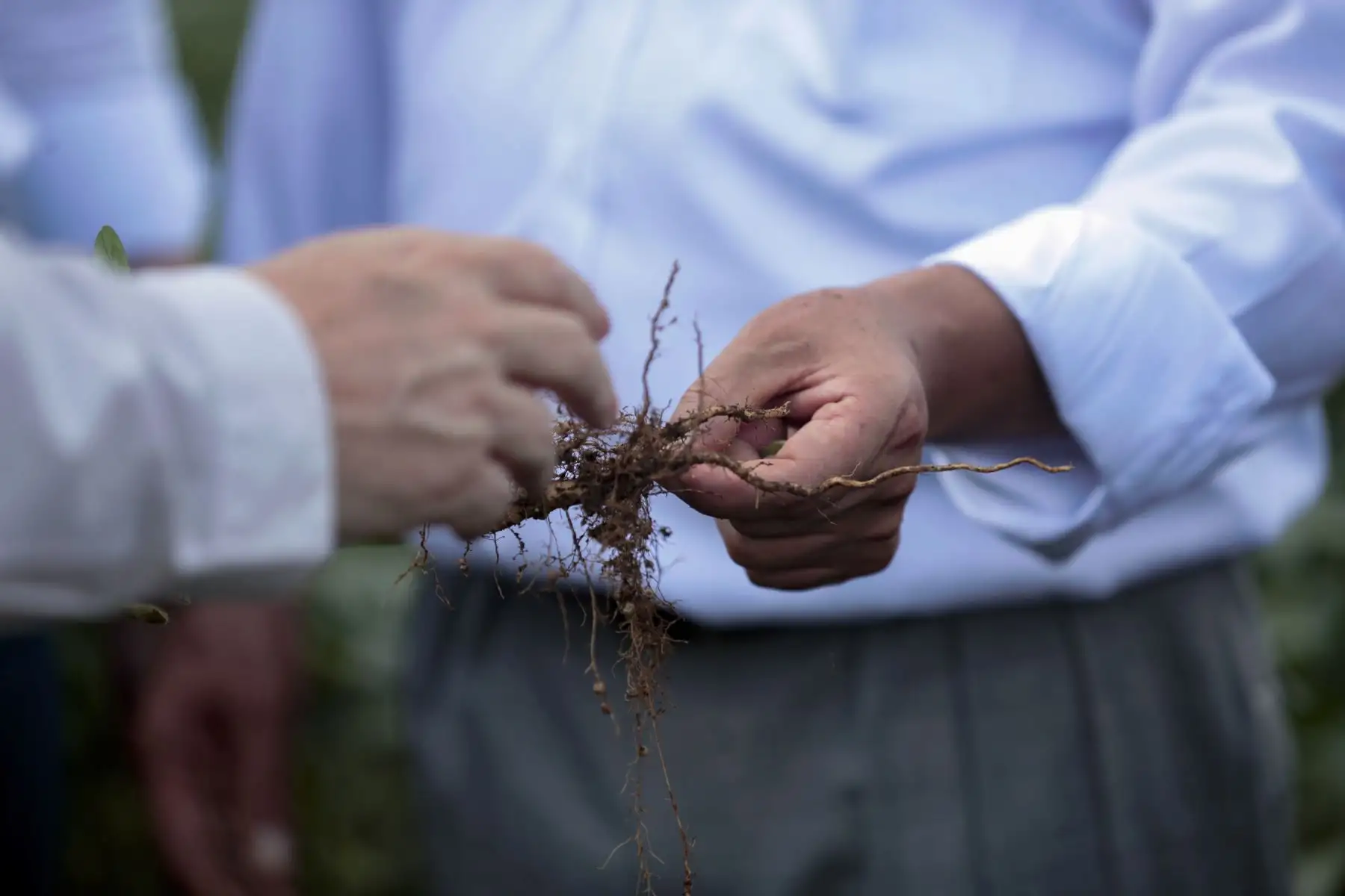 Como parte de su visita a la ciudad de Porto Velho en Brasil el mandatario peruano, Pedro Castillo, quien estuvo acompañado por la primera dama Lilia Paredes, realizó un recorrido por el Centro de Investigaciones Agroforestales (EMBRAPA), cuya experiencia suma a la política de Segunda Reforma Agraria que impulsa su gobierno en el Perú. Foto: ANDINA/Presidencia Perú