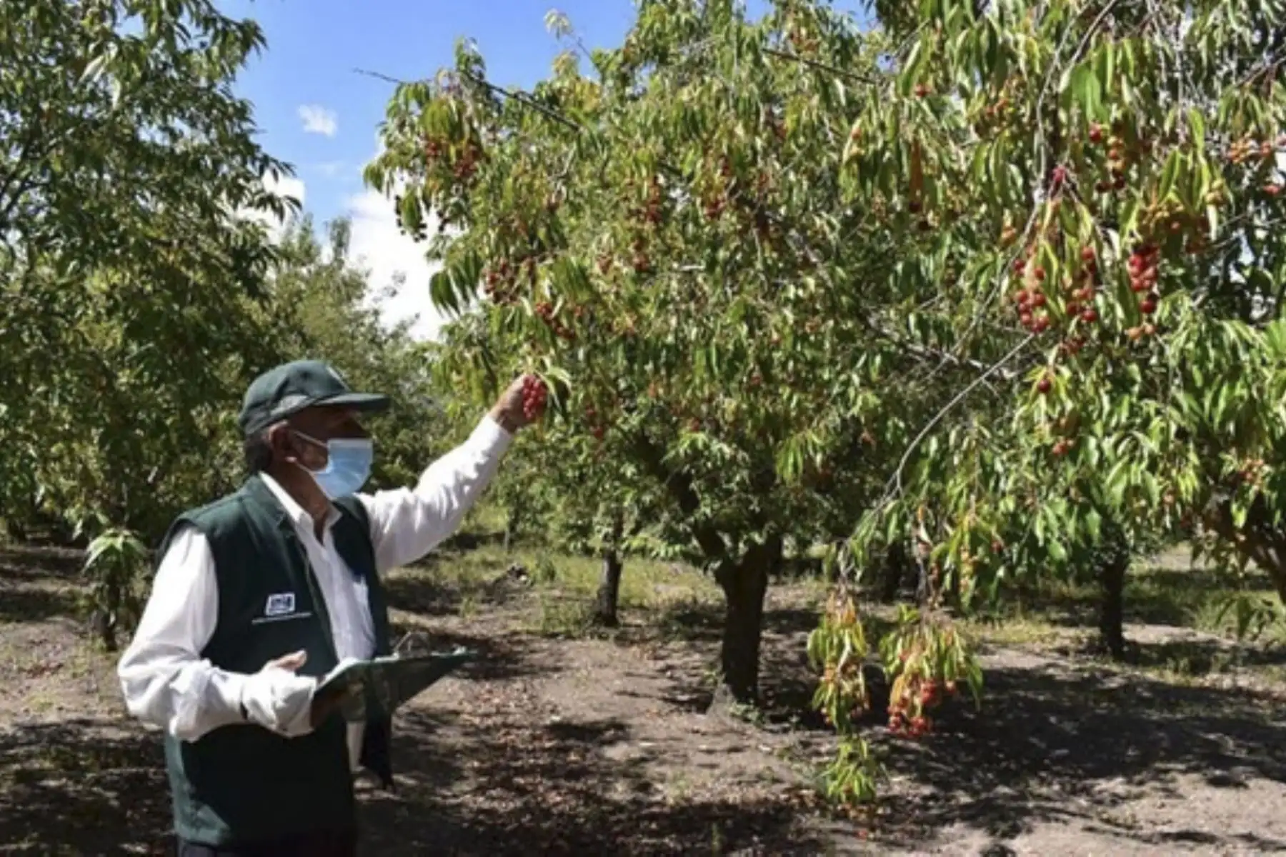La investigación tiene por finalidad generar tecnologías que permitan la conservación y mejoramiento genético de la guinda.  Foto: ANDINA/INIAANDINA/Difusión