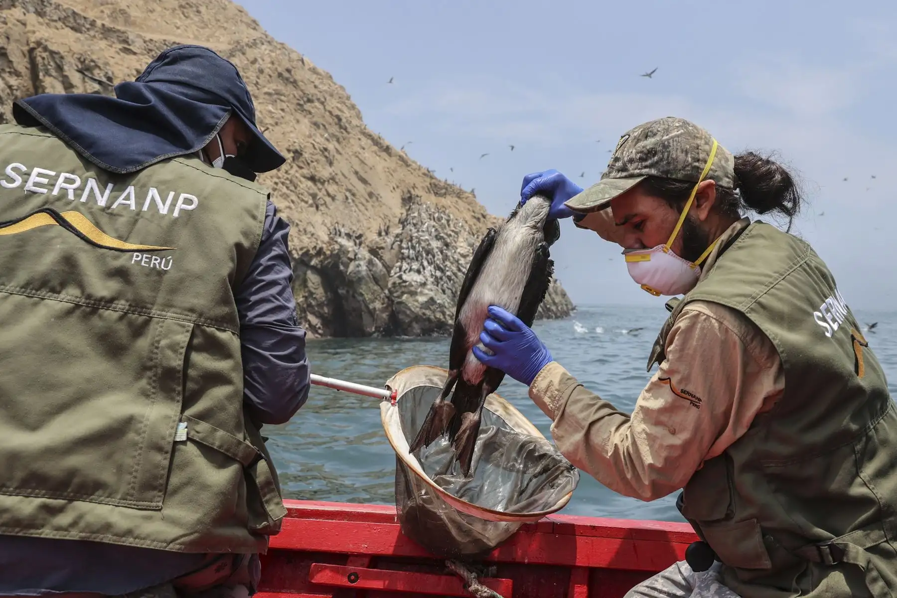 Veterinario de Sernanp, rescata y limpia a un piquero rescatado del agua. El ave flotaba a la deriva en la Reserva Nacional Sistema de Islas, Islotes y Puntas Guaneras sin poder emprender vuelo por el petróleo impregnado en el cuerpo.
Foto: ANDINA/Andrés Valle