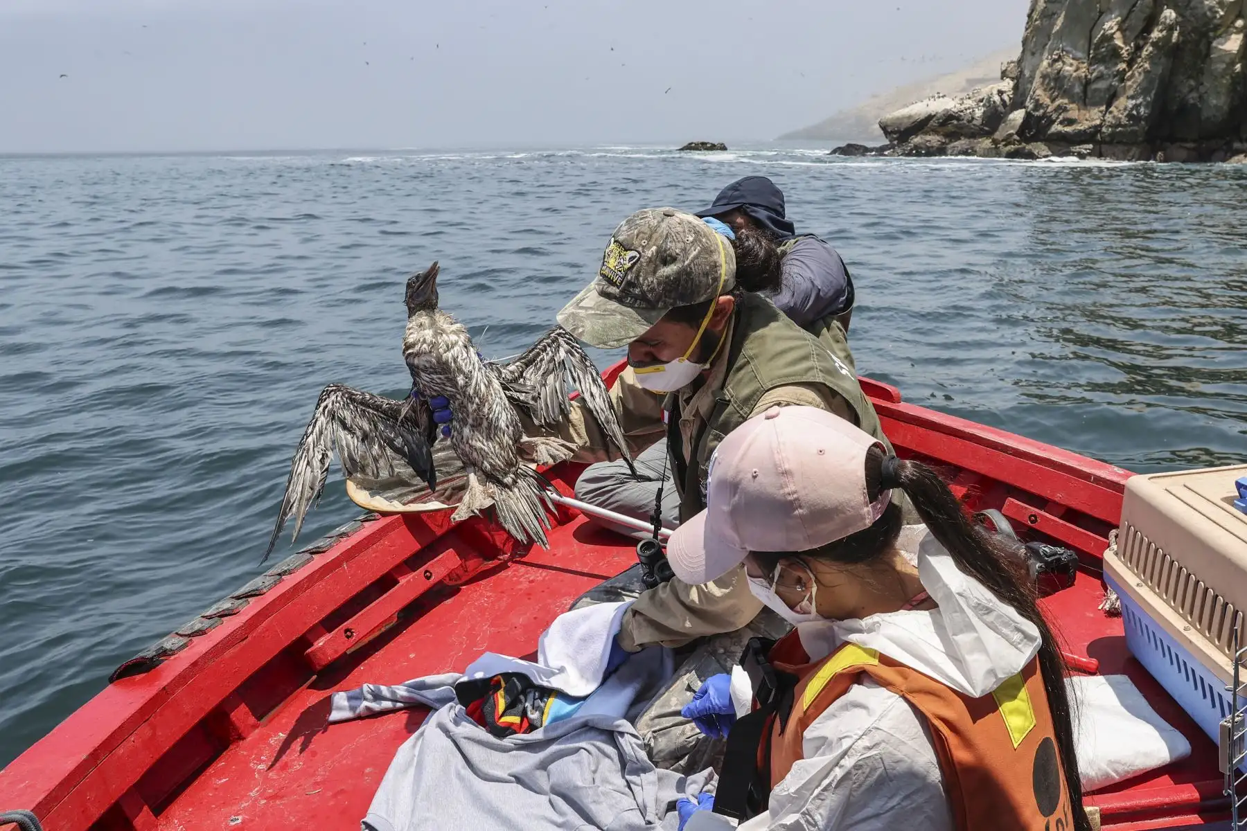 Veterinario de Sernanp, rescata y limpia a un piquero rescatado del agua. El ave flotaba a la deriva en la Reserva Nacional Sistema de Islas, Islotes y Puntas Guaneras sin poder emprender vuelo por el petróleo impregnado en el cuerpo.
Foto: ANDINA/Andrés Valle