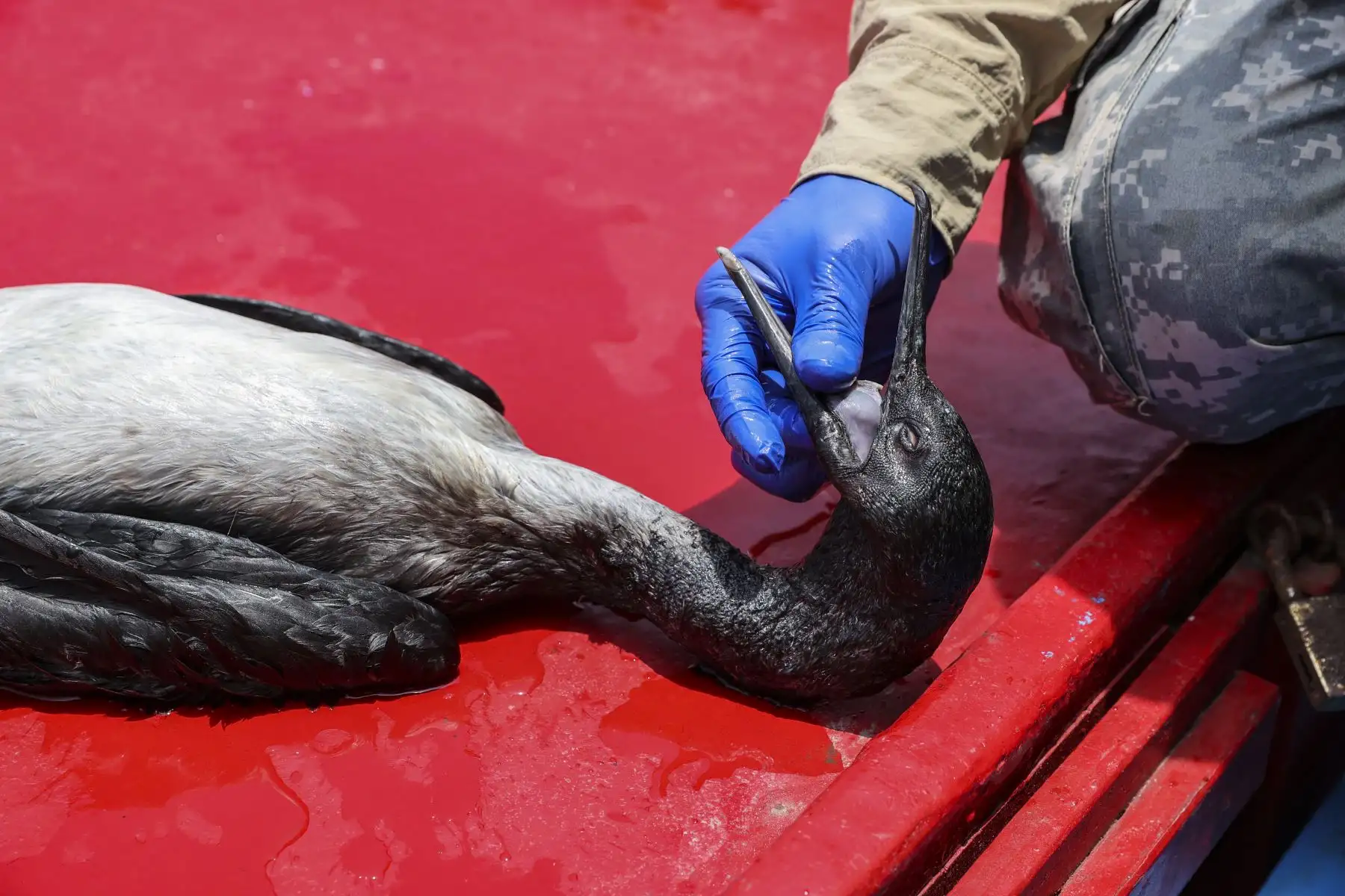 Según los funcionarios del Sernanp la cantidad de aves muertas aumenta con el pasar de los días, a medida que la intoxicación por petróleo haga efecto en los animales.
Foto: ANDINA/Andrés Valle