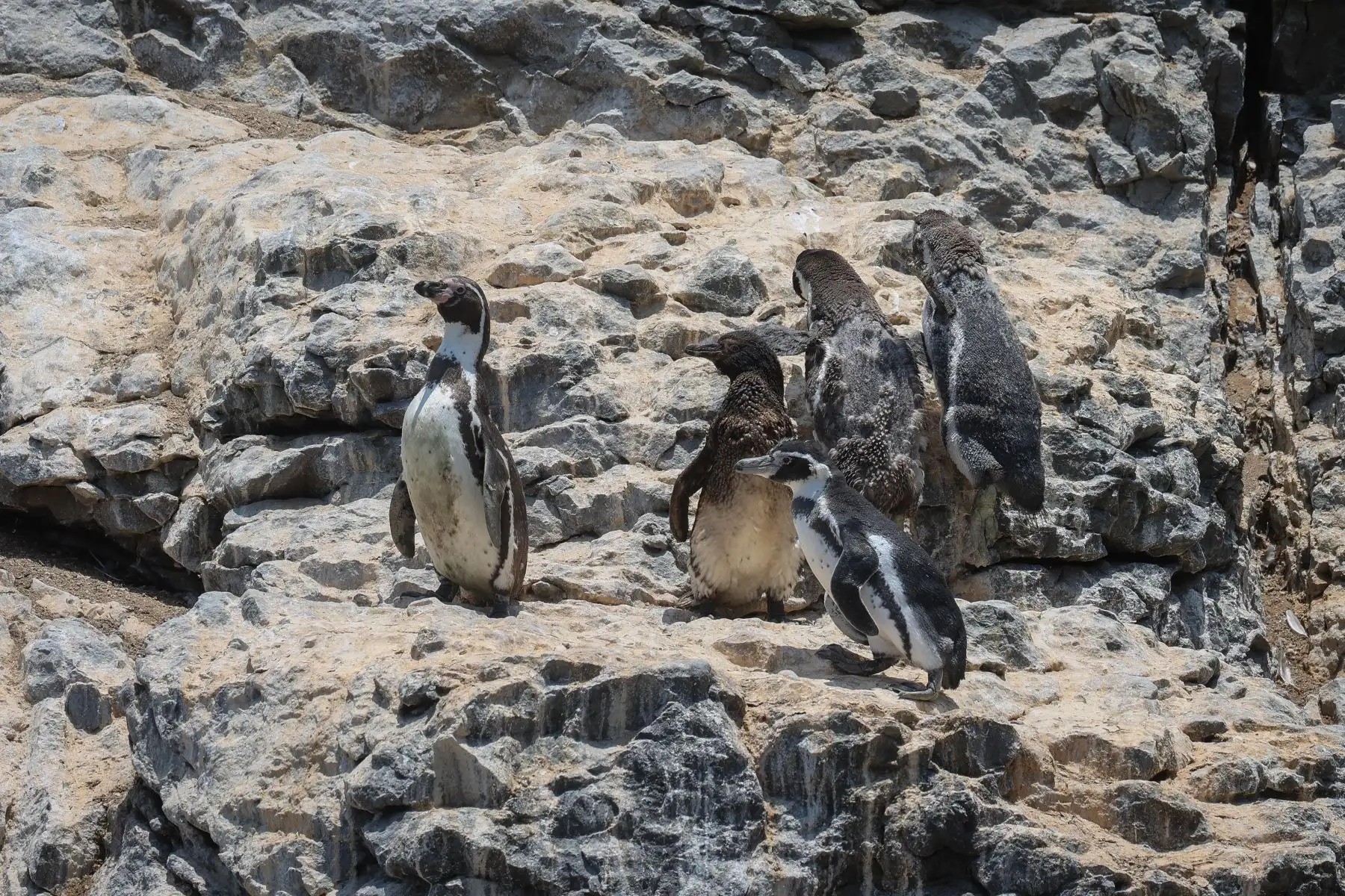 ¨El pingüino negro¨ es un pingüino del humboldt que esta monitoreado todos los días, es el mas marcado por la afectación del petroleo, todavía no lo hemos podido capturar porque está en una zona difícil de acceder. 
Foto: ANDINA/Andrés Valle
