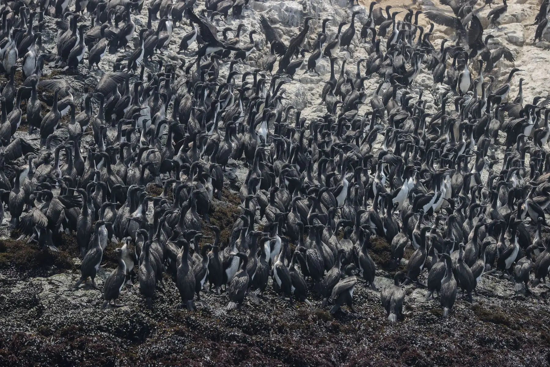 El piquero peruano es una de las 210 especies de aves en nuestras costas. En Perú contamos con tres especies de ave guanera: guanay (Phalacrocorax bougainvillii),
piquero peruano (Sula variegata), pelícano (Pelecanus thagus).
Foto: ANDINA/Andrés Valle