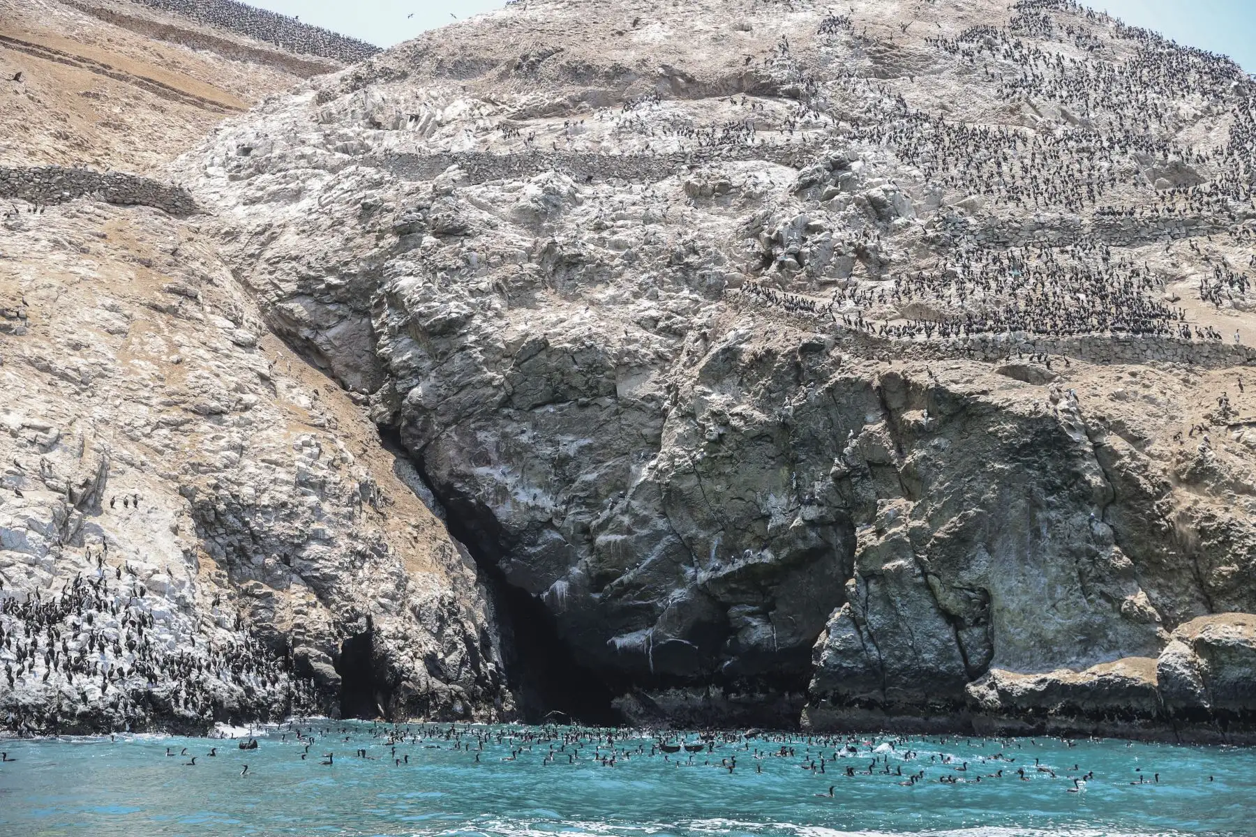 El derrame de petróleo en la refinería La Pampilla, ocurrido el 15 de enero de este año, ha causado un desastre ecológico incalculable. En lo que se refiere específicamente a las especies marinas, Sernanp recorre áreas naturales protegidas en la Reserva Nacional Sistema de Islas, Islotes y Puntas Guaneras – Islotes de Pescadores y en la Zona Reservada Ancón.
Foto: ANDINA/Andrés Valle