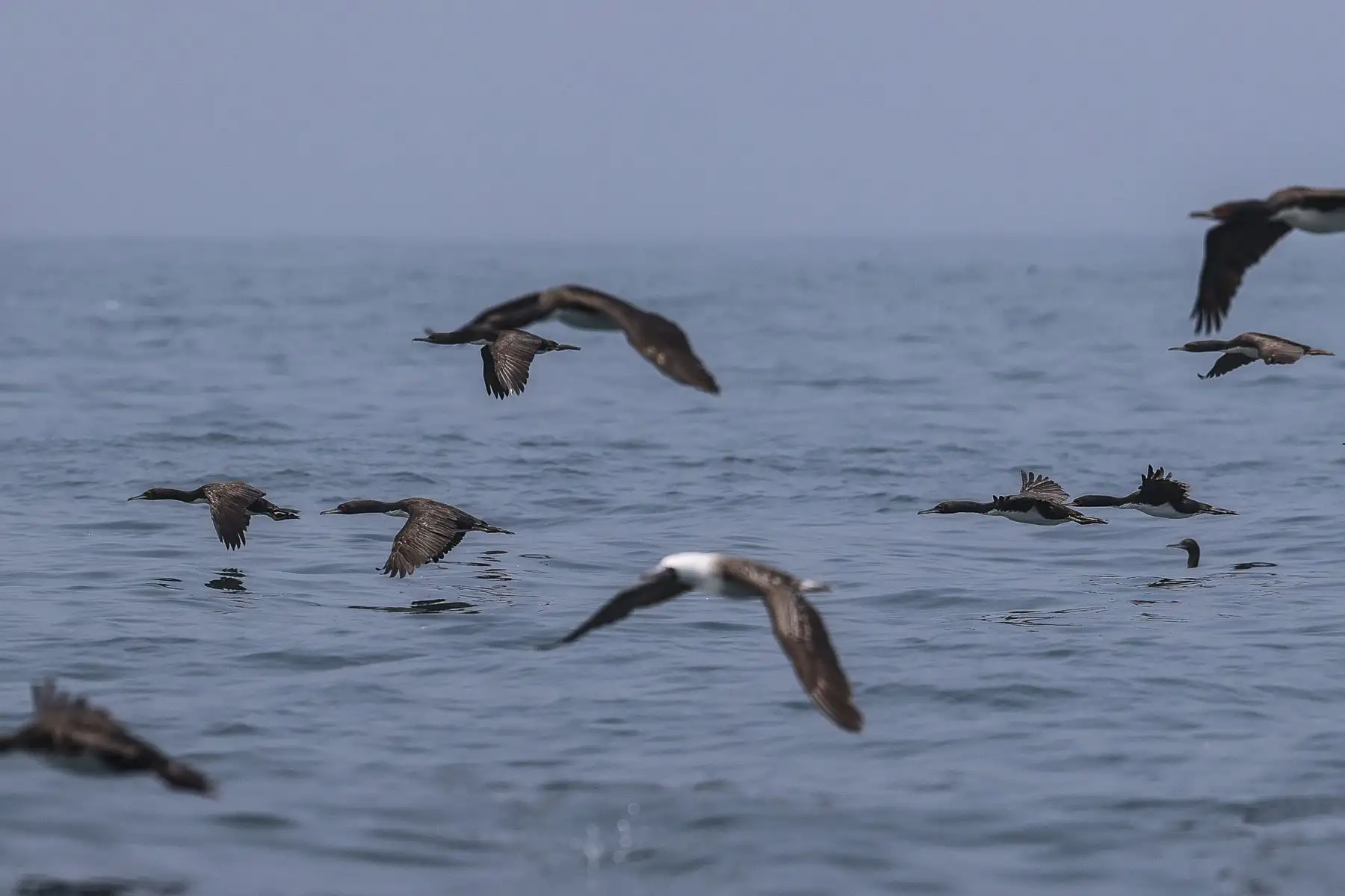 El piquero peruano es una de las 210 especies de aves en nuestras costas. En Perú contamos con tres especies de ave guanera: guanay (Phalacrocorax bougainvillii),
piquero peruano (Sula variegata), pelícano (Pelecanus thagus).
Foto: ANDINA/Andrés Valle