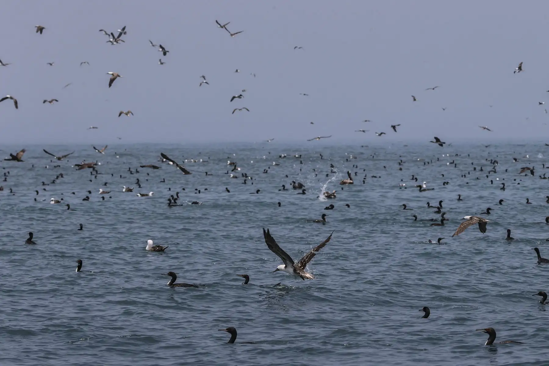 El piquero peruano es una de las 210 especies de aves en nuestras costas. En Perú contamos con tres especies de ave guanera: guanay (Phalacrocorax bougainvillii),
piquero peruano (Sula variegata), pelícano (Pelecanus thagus).
Foto: ANDINA/Andrés Valle