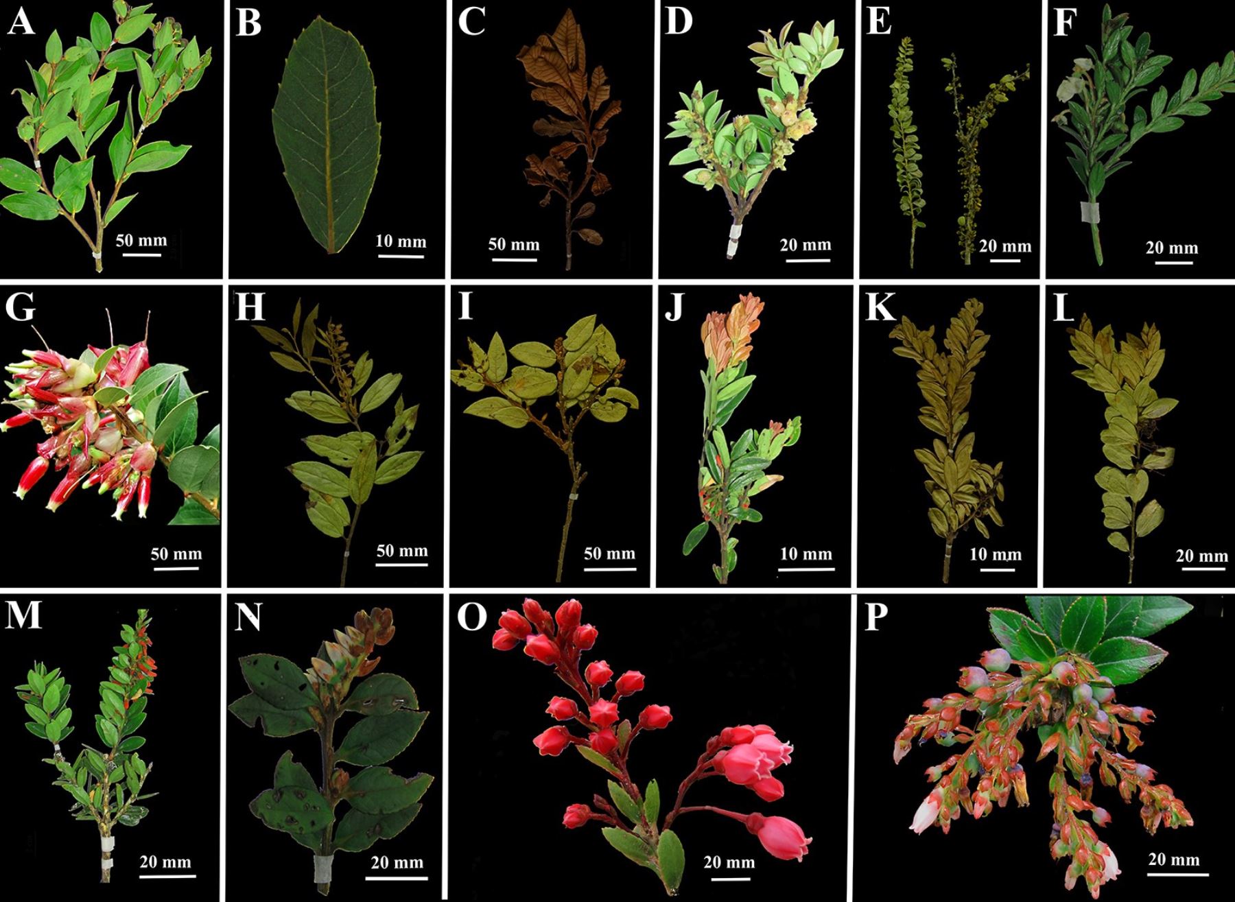 Científicos de la Universidad Nacional Toribio Rodríguez de Mendoza de Amazonas registran 4 nuevas especies de "berries" andinos. ANDINA/Difusión