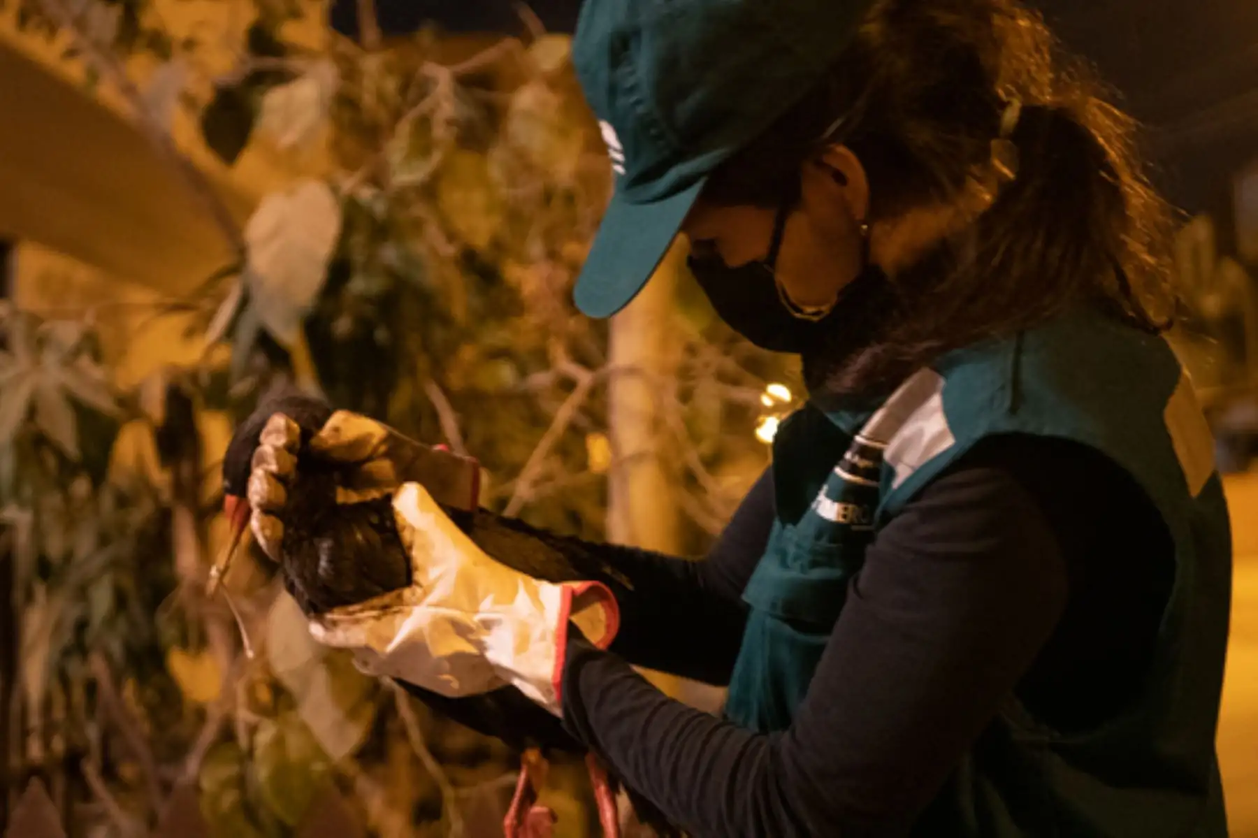 La fauna silvestre afectada por el derrame del petróleo es llevada al zoológico Parque de las Leyendas, donde reciben atención especializada para su rehabilitación. Desgraciadamente, muchos de ellos mueren en el camino y otros llegan a los puntos de acopio en estado crítico. ANDINA/ Serfor
