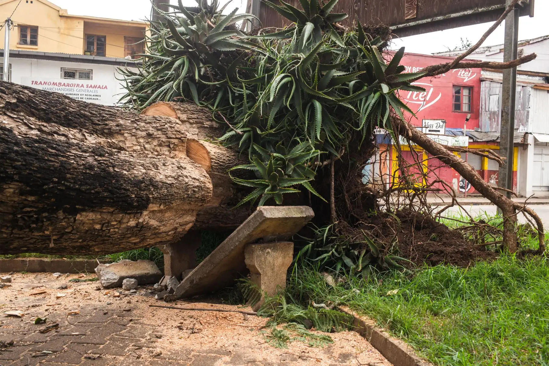 Un árbol arrancado de raíz y que cayó sobre un jardín público en el centro de Antsirabe se ve tras el paso del ciclón Batsirai.
Foto: AFP