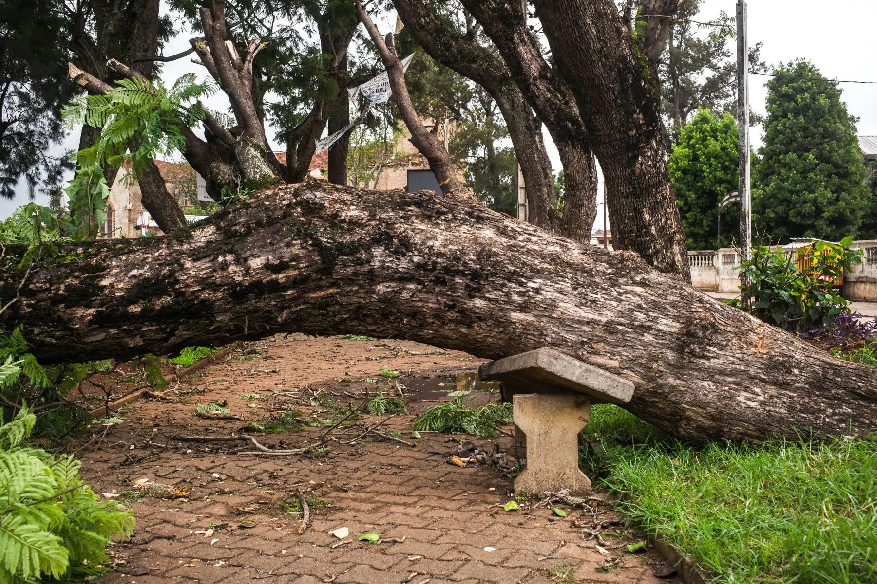 Un árbol arrancado de raíz y que cayó sobre un jardín público en el centro de Antsirabe se ve tras el paso del ciclón Batsirai.
Foto: AFP