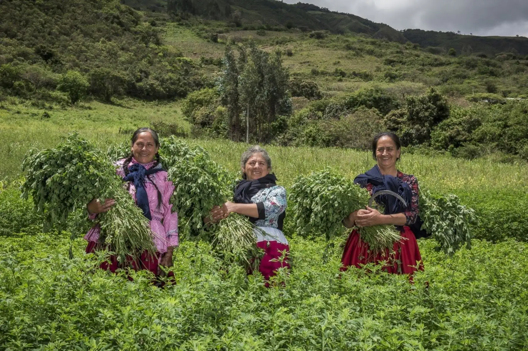 Los emprendimientos rurales más destacados fueron propuestas relacionadas con las diferentes cadenas de valor y producción de palto, maíz, habas, papa, lácteos. Foto: ANDINA/Difusión