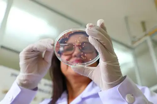 Este estudio ha sido muy importante para conocer la variabilidad y diversidad genética de este recurso, así como su conservación mediante un banco de germoplasma.