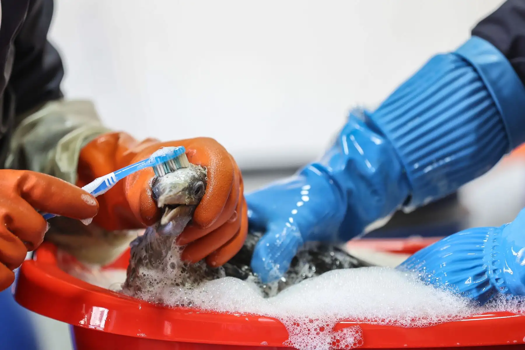 A los animales se les baña con agua temperada, usando un jabón neutro biodegradable y se les limpia cada pluma con un cepillo, para asegurarse de remover cualquier residuo de crudo en sus plumas.
Foto: ANDINA / Andrés Valle