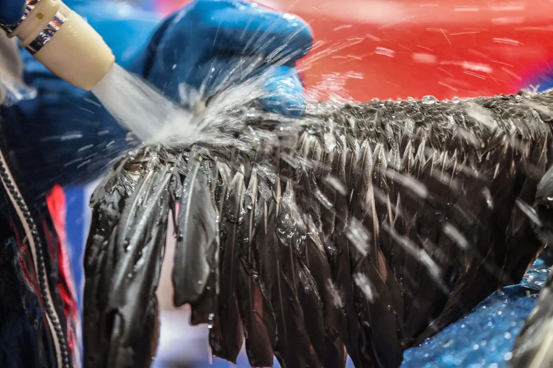A los animales se les baña con agua temperada, usando un jabón neutro biodegradable y se les limpia cada pluma con un cepillo, para asegurarse de remover cualquier residuo de crudo en sus plumas.
Foto: ANDINA / Andrés Valle