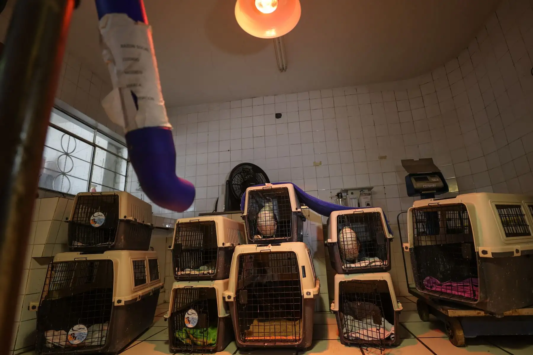 Luego de bañarlos y limpiarlos son llevados al proceso de secado, donde con unos ventiladores especiales a una temperatura aproximada de 42 grados son puestos a secar dentro de sus kenelles respectivos.
Foto: ANDINA / Andrés Valle