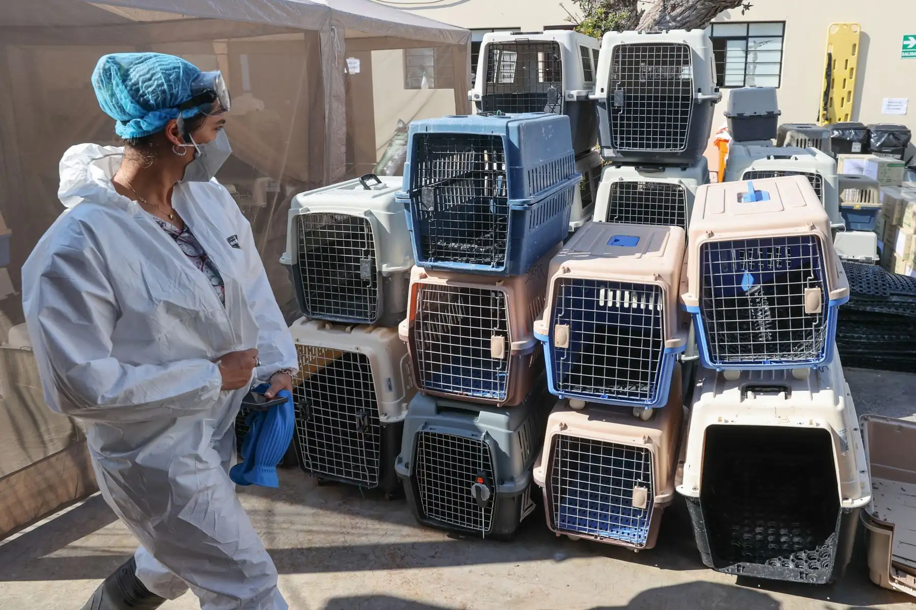 La mayoría de estos animalitos que han sido rescatados llegan al Parque de las Leyendas en muy mal estado de salud, con falta de peso, deshidratados, inmunodeprimidos y con hipotermia, el 45% de los 190 animales que llegaron al Hospital Veterinario no resistieron la contaminación y murieron.
Foto: ANDINA / Andrés Valle