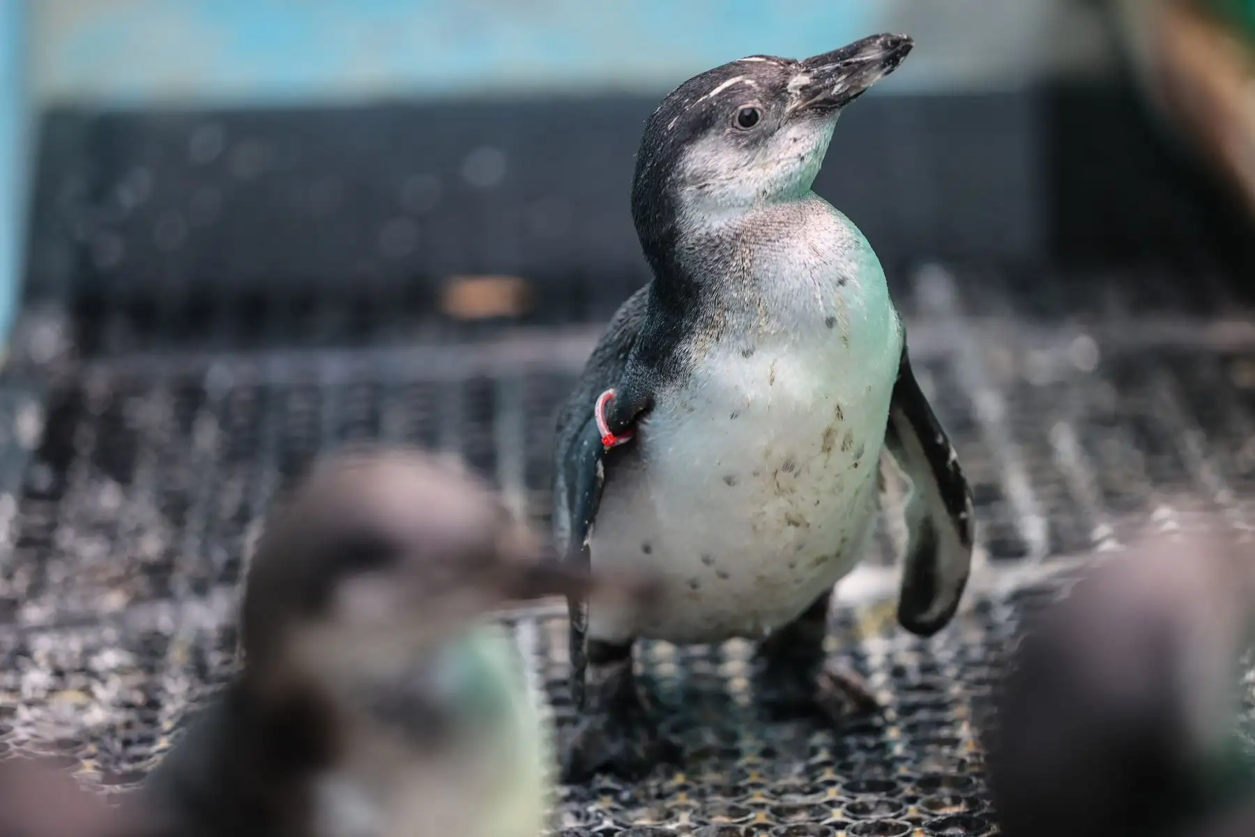 Desde el derrame de petróleo registrado el pasado 15 de enero en el mar de Ventanilla hasta hoy, más de 190 aves de diferentes especies marinas han llegado hasta el Parque de las Leyendas con diversos grados de empetrolamiento.
Foto: ANDINA / Andrés Valle