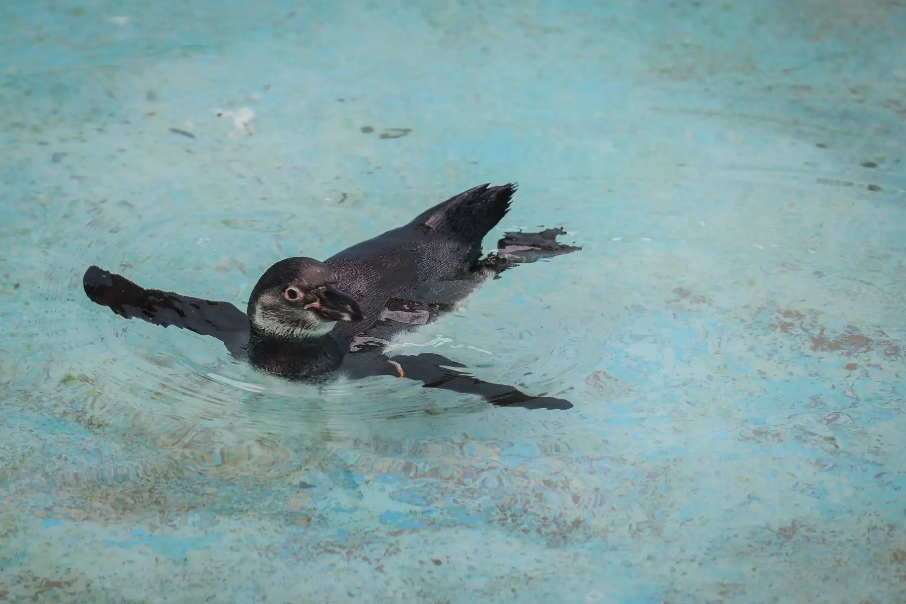 11 pingüinos de Humboldt que fueron rescatados ya se encuentran en proceso de readaptación, esperando que sus plumas se vuelvan impermebales para poder devolverlos recuperados a su habitat natural. 
Foto: ANDINA / Andrés Valle