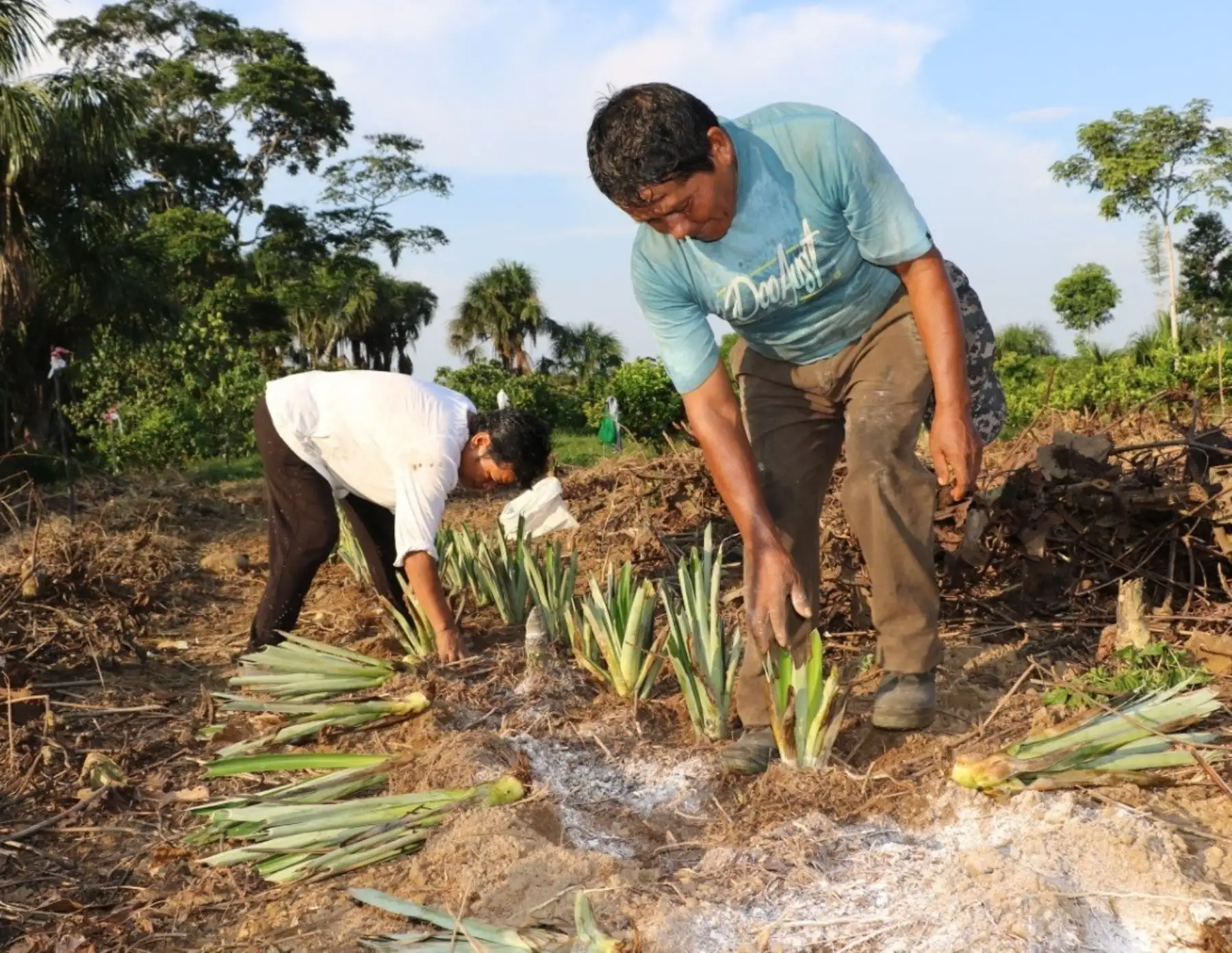 Devida impulsa el cultivo de piña en diversos distritos de Cusco, Puno y Madre de Dios. ANDINA/Difusión