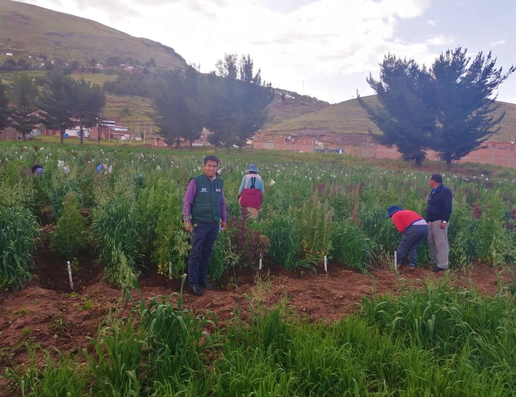 Investigadores del INIA en Puno realizan estudio para desarrollar variedades de quinua con alta calidad genética. Foto: ANDINA/Difusión.