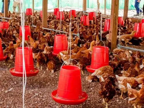Petroperú implementa un proyecto productivo de crianza de aves menores en comunidades nativas ubicadas cerca del Oleoducto Norperuano, en la región Loreto. ANDINA/Difusión