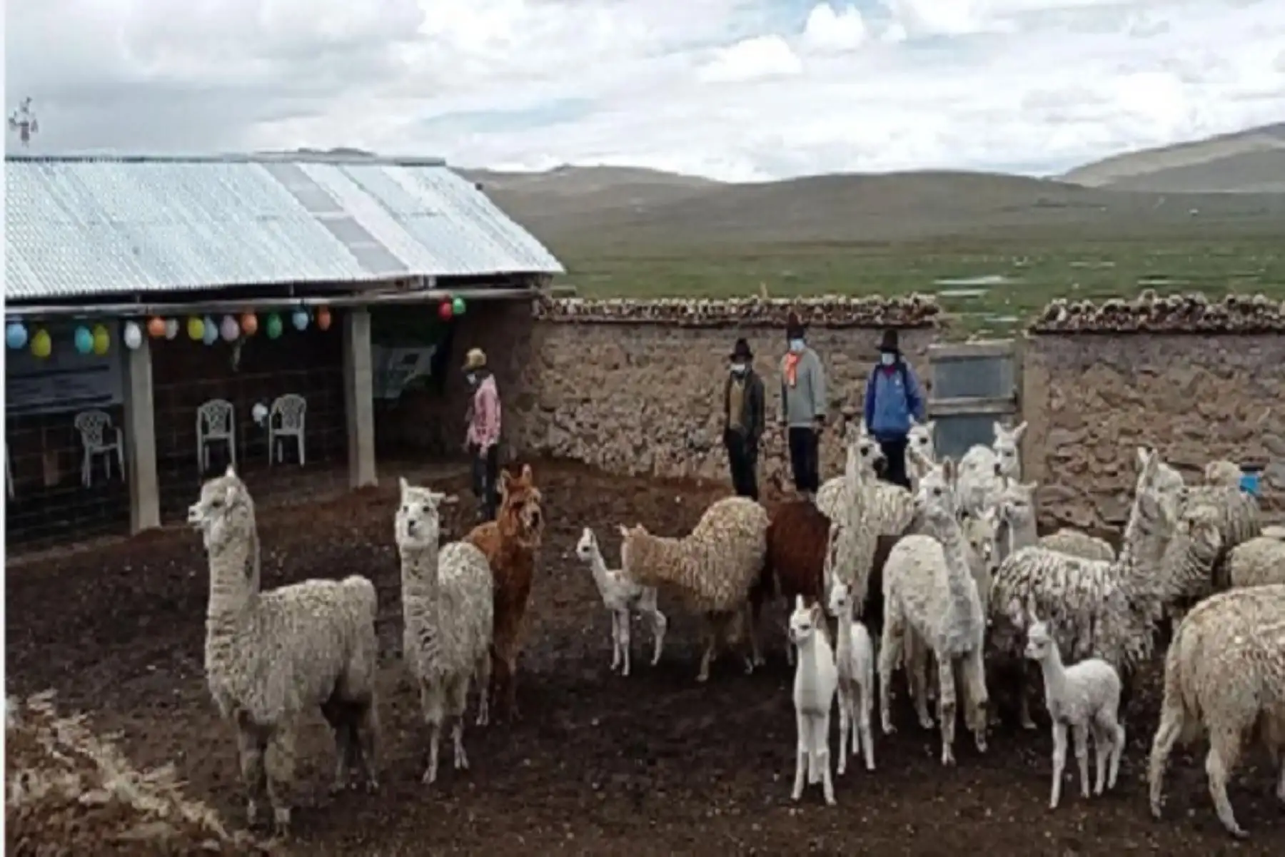 Se favorecerán a más de 40 usuarios y sus familias, pertenecientes a la agricultura familiar, quienes desarrollarán positivamente sus cadenas de valor pecuarias, reduciéndose también las tasas de morbilidad y mortandad de las cabezas de ganado en temporada de bajas temperaturas.