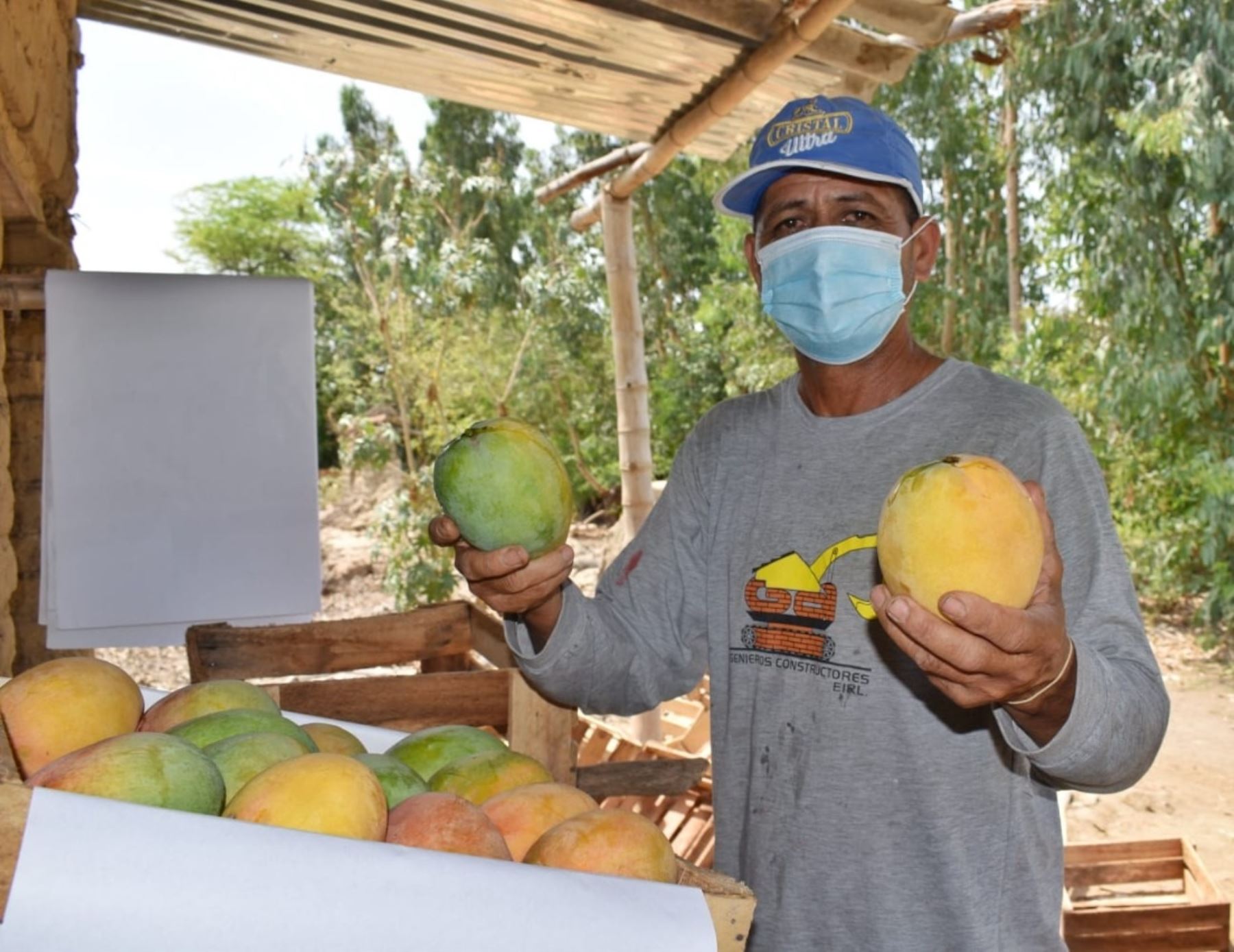 Los productores de la agricultura familiar son los principales aportantes en la cadena agroexportadora del mango, la cotizada fruta peruana que tiene gran demanda en el mundo, destacó Senasa. ANDINA/Difusión
