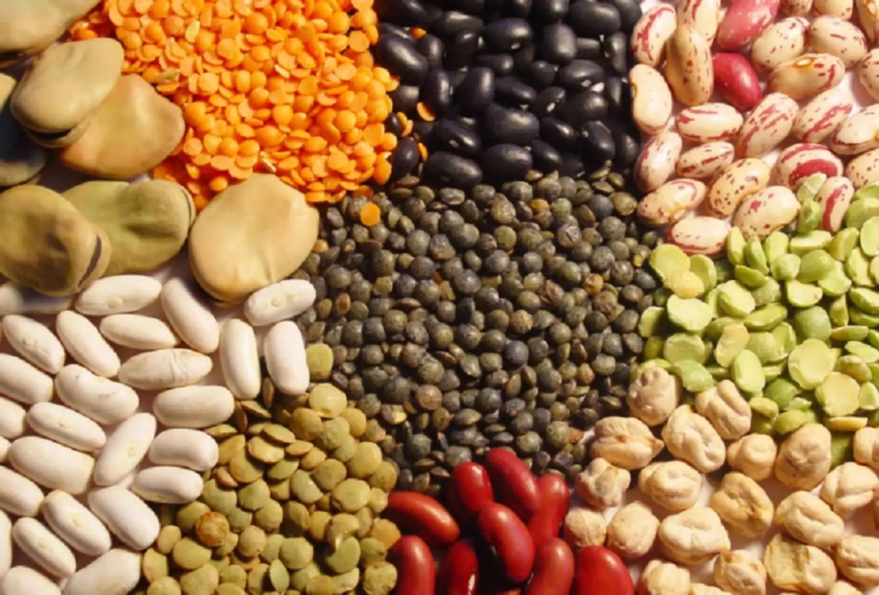 Las leguminosas son una fuente importante de alimentación. Foto: internet/medios.