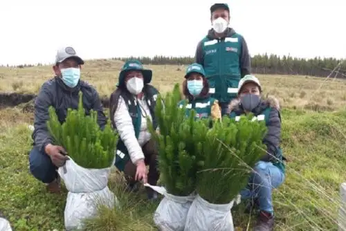 El pino es una especie forestal de gran interés para la industria por la calidad de su madera y su rápido crecimiento, brindando beneficios en pocos años.
