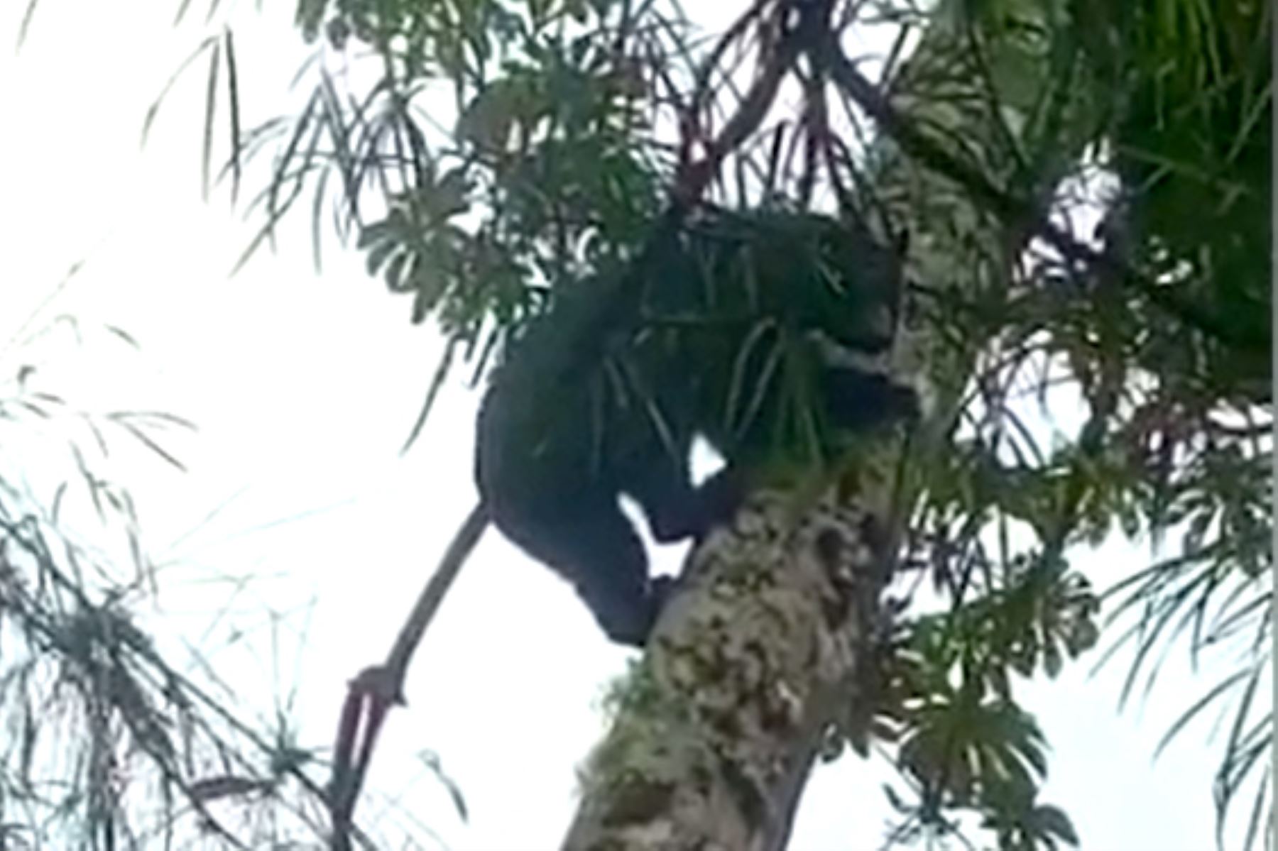 Guardaparques registran increíbles imágenes de oso de anteojos en el parque nacional Yanachaga Chemillén, en la región Pasco. Foto: Sernanp.