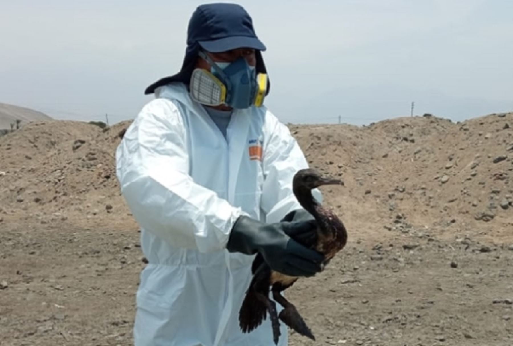 A la fecha,  953 aves cubiertas de petróleo fueron registradas en las áreas naturales protegidas afectadas tras la emergencia ambiental ocurrida el 15 de enero en el litoral de Ventanilla, por parte del equipo especializado del Servicio Nacional de Áreas Naturales Protegidas por el Estado.