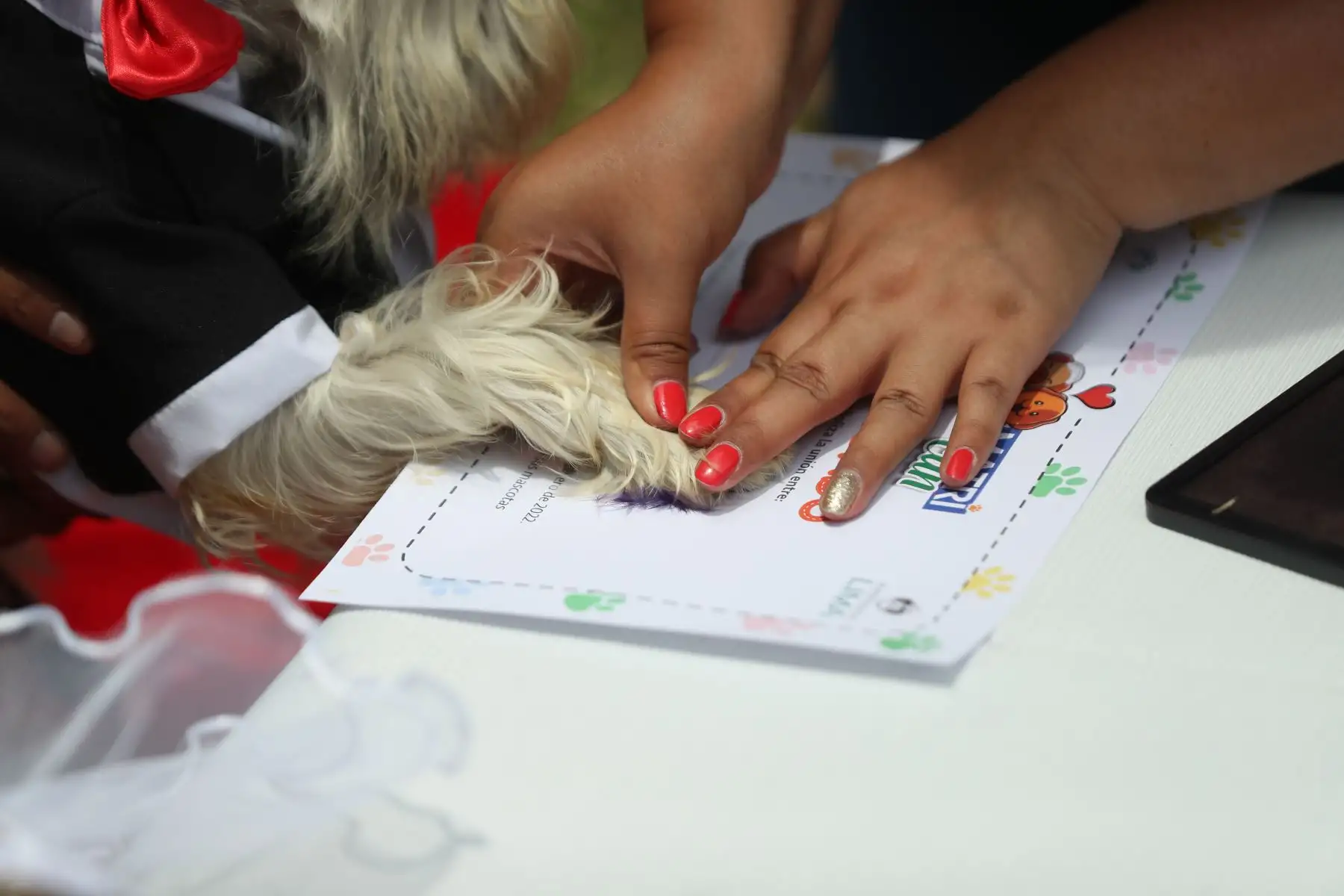 En el marco de las celebraciones por el día de San Valentín, SERPAR y la Municipalidad de Lima realizaron la primera boda simbólica de cannes llamada “Matrican”. 
Foto: ANDINA/Carla Patiño Ramírez