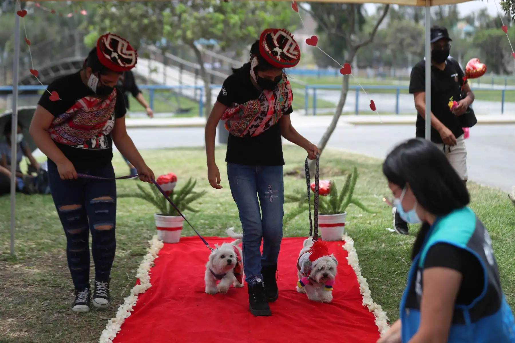 Las parejitas caninas fueron vestidos de manera alusiva a la romántica celebración. Caminaron por la alfombra roja junto con sus dueños que los llevaron al altar, luego pasaron a sellar su unión firmando con su huellita en el certificado de matrimonio.
Foto: ANDINA/Carla Patiño Ramírez